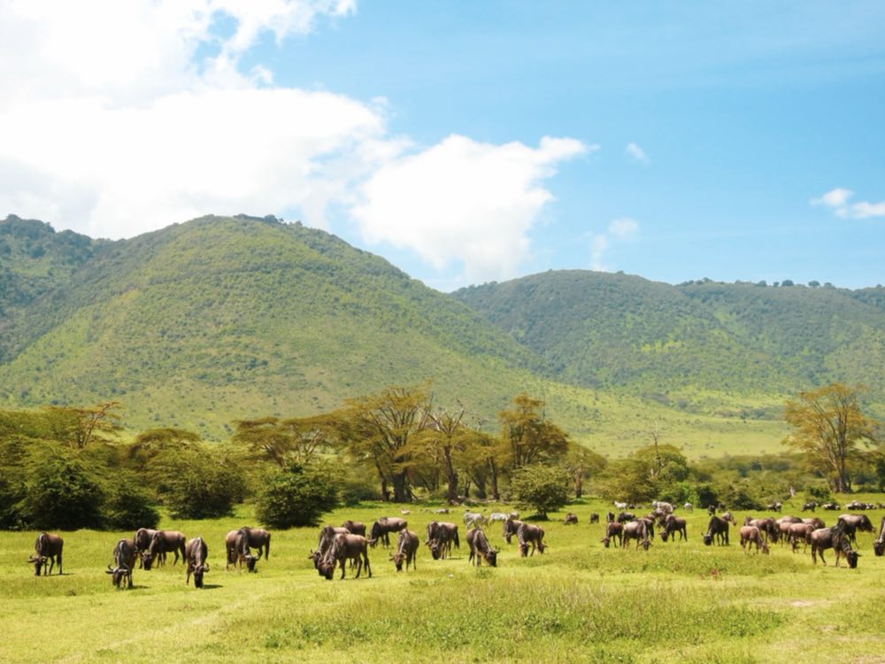 Wildebeest grazing below green crater hills