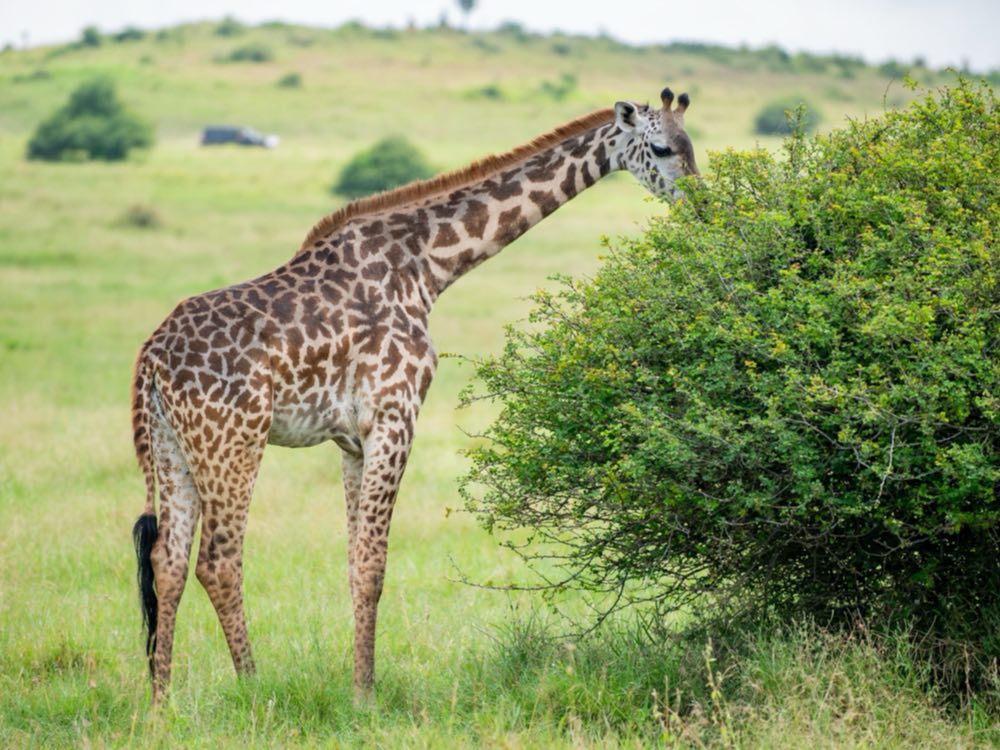 A giraffe feeding from an acacia on the open plain