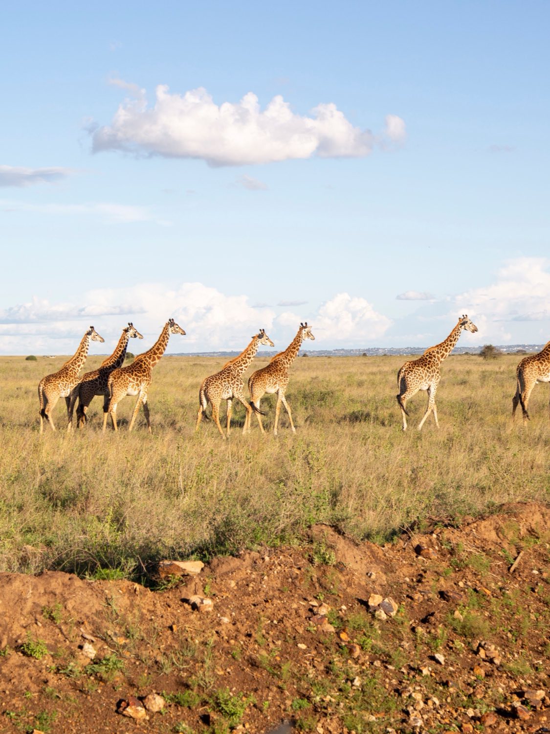 A line of giraffe crossing open savannah under a wide Kenyan sky