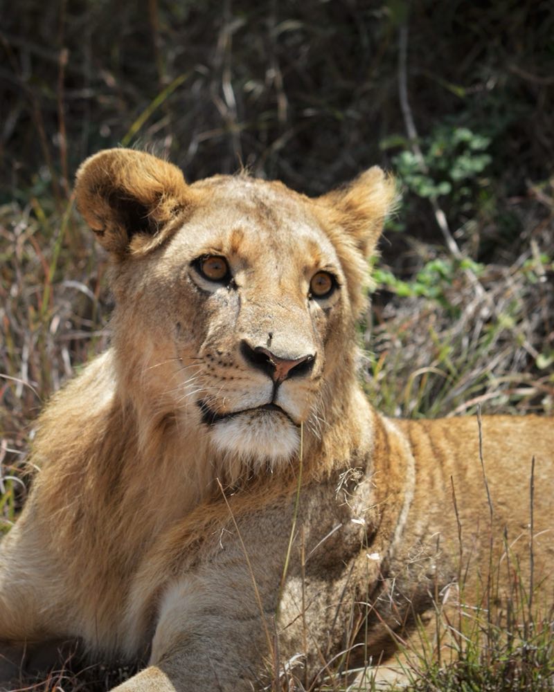 A young lion resting in dry grass