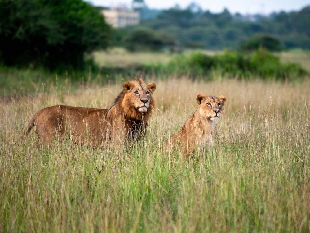 A lion and lioness standing in long grass at dusk