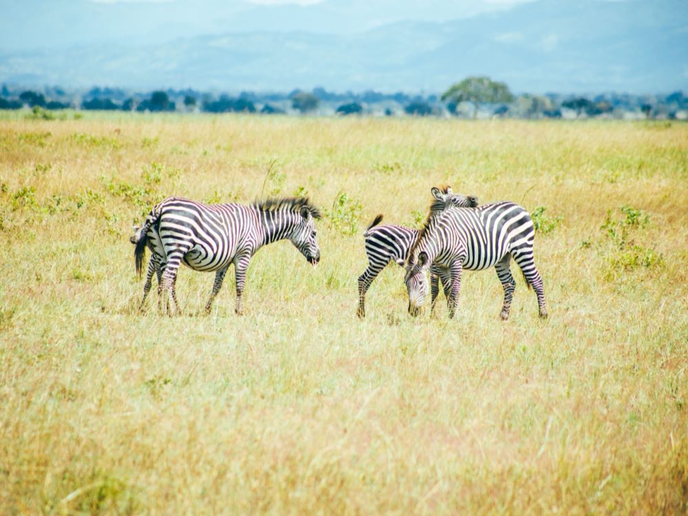 Zebra grazing on open grassland below distant hills