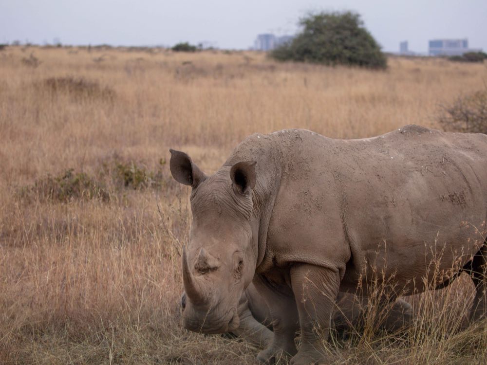 A white rhino grazing in Nairobi National Park