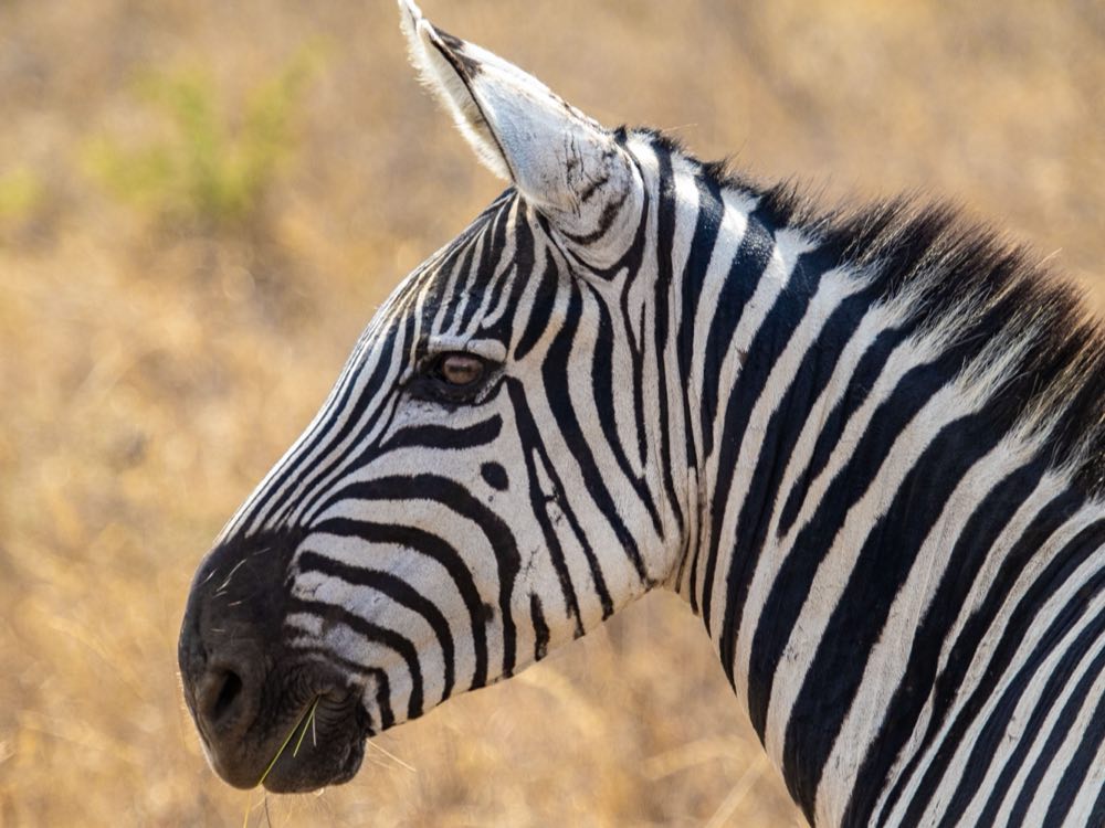A plains zebra in profile against dry golden grass